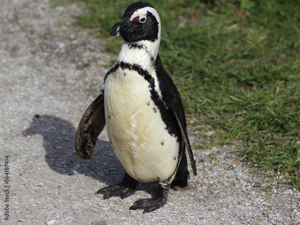 Obraz premium The African penguin (Spheniscus demersus)