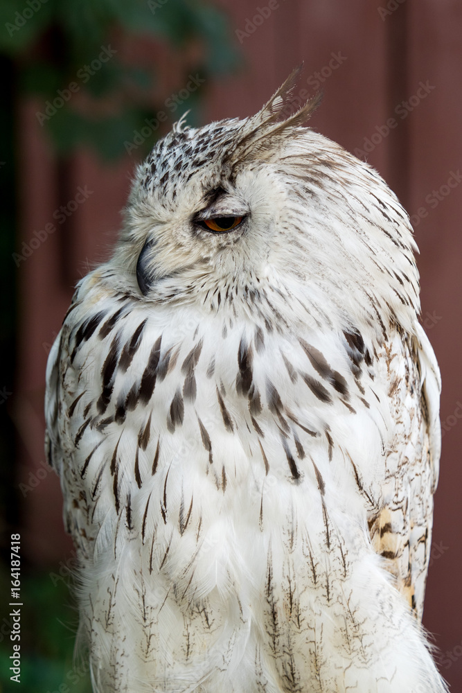 Obraz premium Eagle Owl with big eyes