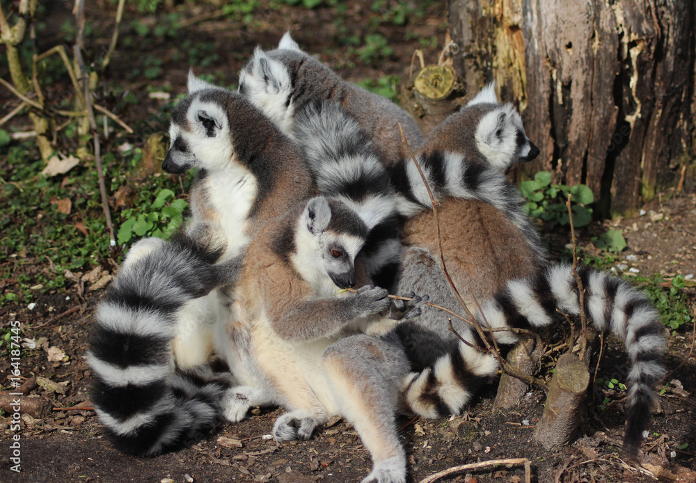 Fototapeta premium The ring-tailed lemur (Lemur catta)