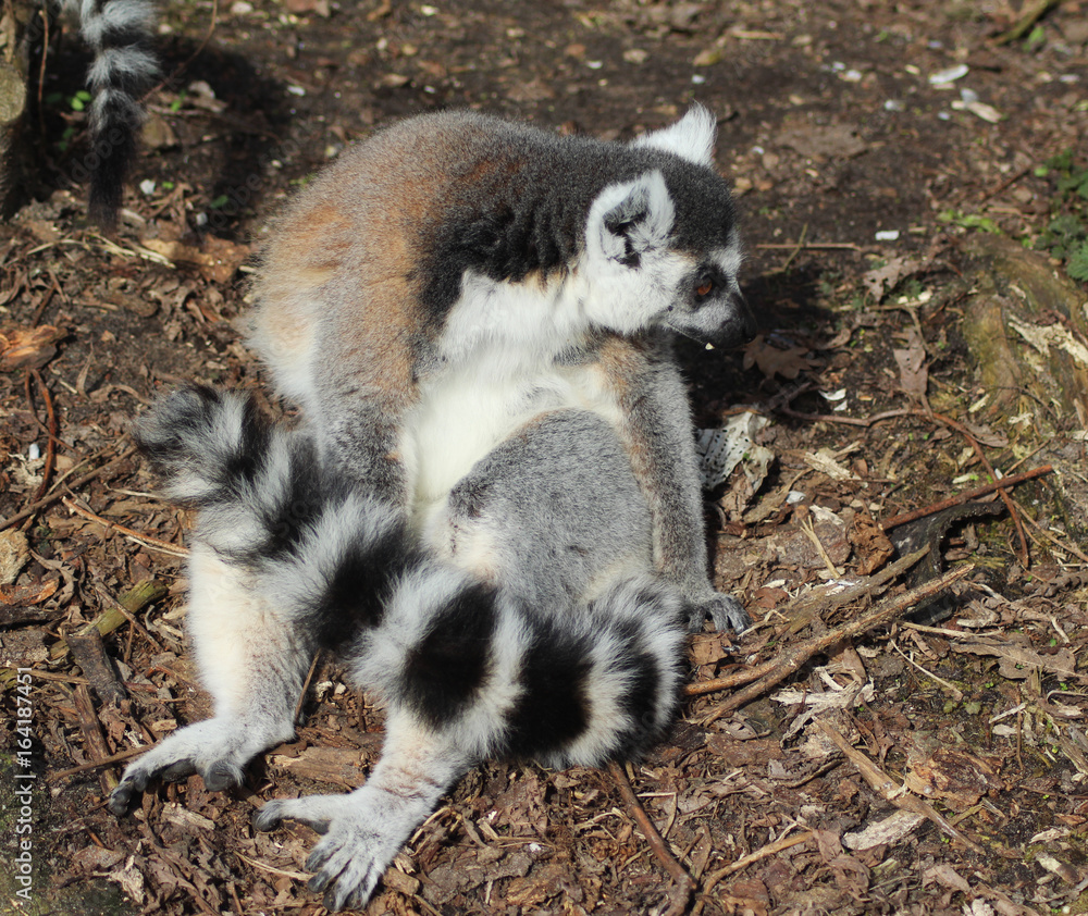 The ring-tailed lemur (Lemur catta)