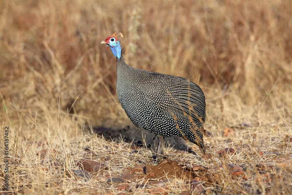 Fototapeta premium The helmeted guineafowl (Numida meleagris) in yellow grass in the savanna