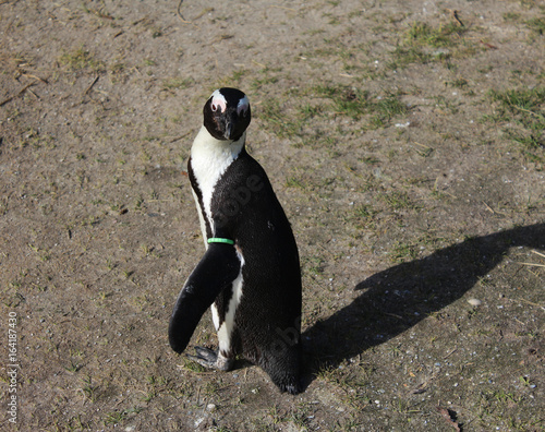 Fototapeta Naklejka Na Ścianę i Meble -  The African penguin (Spheniscus demersus)