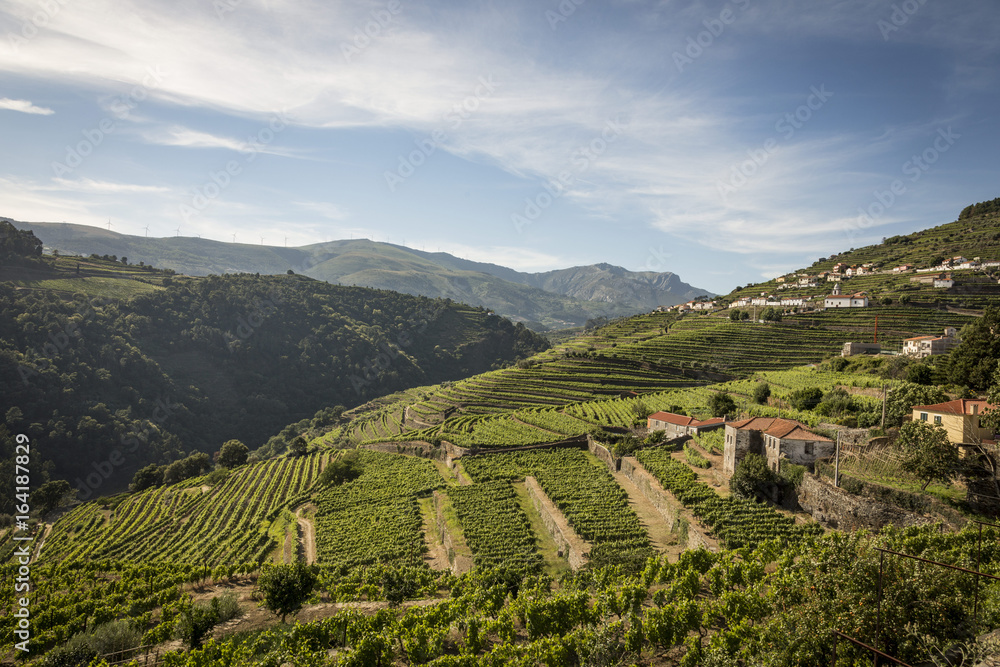 Fototapeta premium Vineyards in the Douro river region, in the town of Mesão Frio, portugal