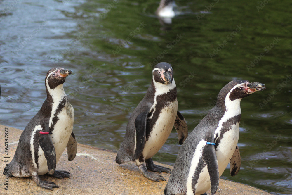 Obraz premium Group Humboldt penguin (Spheniscus humboldti)