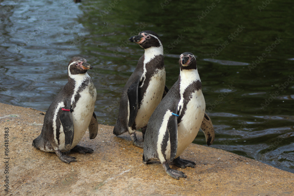 Obraz premium Group Humboldt penguin (Spheniscus humboldti)
