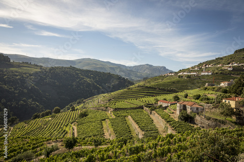 Vineyards in the Douro river region  in the town of Mes  o Frio  portugal