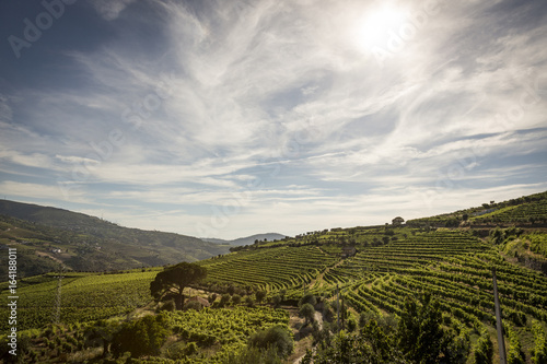 Vineyards in the Douro river region  in the town of Mes  o Frio  portugal