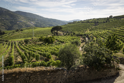 Vineyards in the Douro river region, in the town of Mesão Frio, portugal