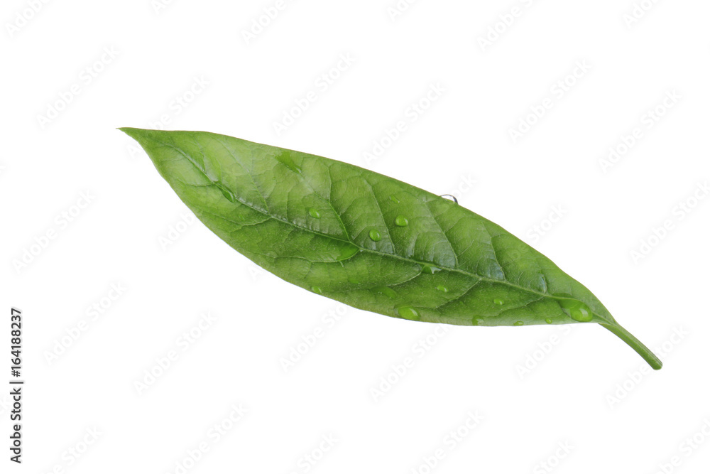 Fototapeta premium leaf of avocado isolated