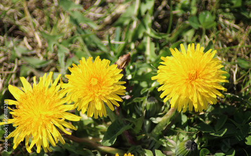 common dandelion  Taraxacum officinale 