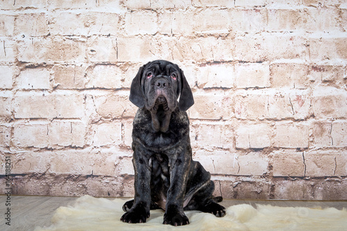 Grey, black and brown puppies breed Neapolitana Mastino. Dog handlers training dogs since childhood. photo