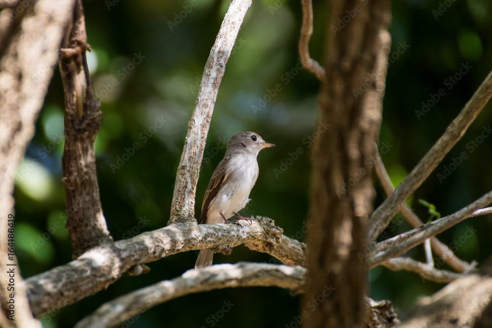 Brown-streaked Flycatcher, Old World Flycatchers perching on branch of tree show power of wildlife Brown-streaked Flycatcher, Old World Flycatchers perching on branch of tree show power of wildlife