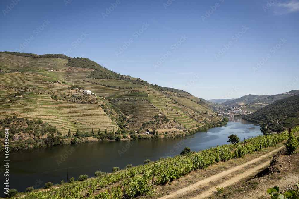 Fototapeta premium Vineyards in the Douro river region, in the town of Mesão Frio, portugal