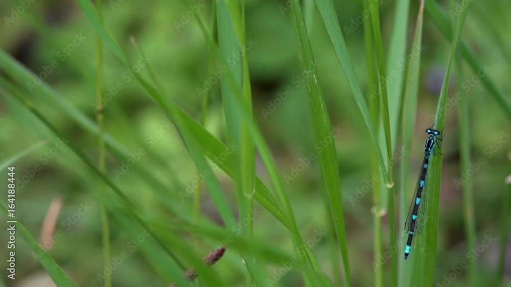 Green leaves glow in the sun.Sedge in the evening light.Vivid green leaves swaying in wind.Light breeze. Green leaves glow in the sun.Sedge in the evening light.Vivid green leaves swaying in wind.Light breeze.