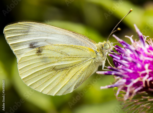 butterfly at cardoon flower photo