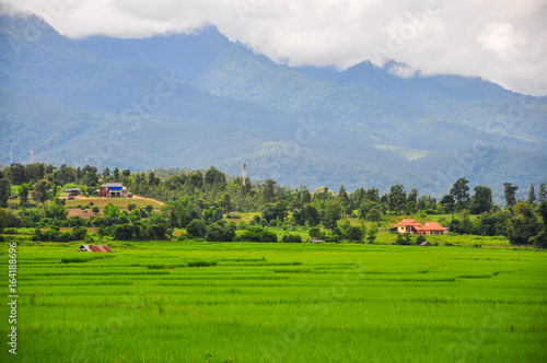 Pai rice field in rainy season