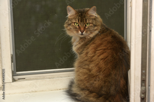 Siberian cat sits on the windowsill photo