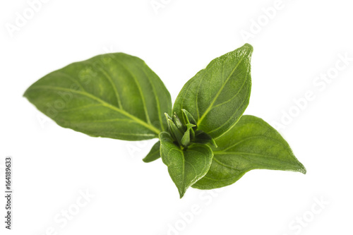 fresh green basil herb leaves isolated on white background.