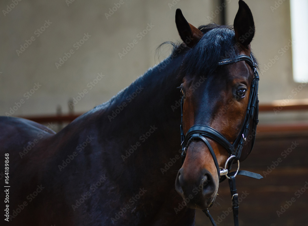 Fototapeta Brązowy koń z pyskiem stojący w stajni