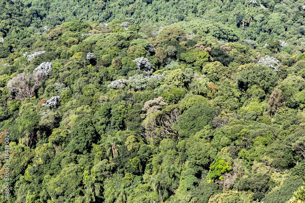 Wide tropical forest. Treetops cover the ground. Wide tropical forest. Treetops cover the ground.