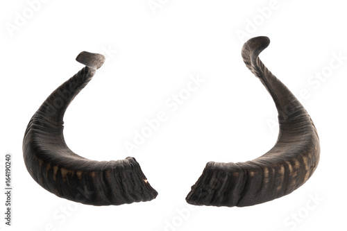 Pair of black ram horns