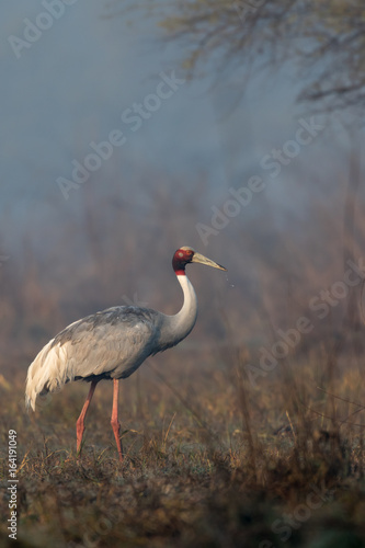 Portrait of Sarus Crane from Keoladeo Ghana National Park Bharatpur Rajasthan India