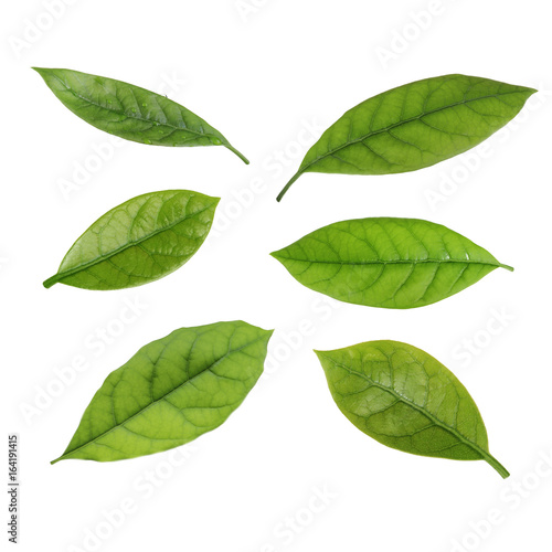 set of leaves of avocado isolated