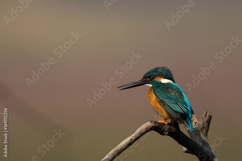 Common Blue Kingfisher Habitat with Pink algae background from Keoladeo Ghana National Park Bharatpur Rajasthan India