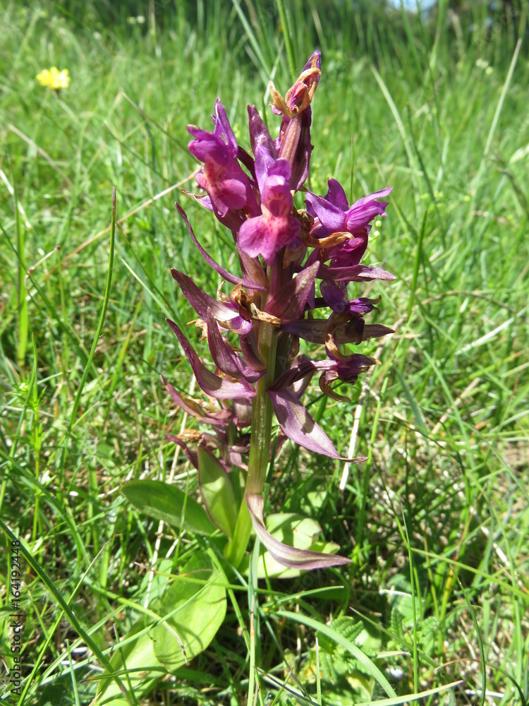 Orchidée sauvage violette Stock Photo | Adobe Stock