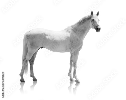 Fotografia white horse isolated of on the white background
