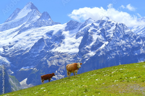Swiss dairy Cows on green grass in the beautiful Alps, Switzerland, Europe