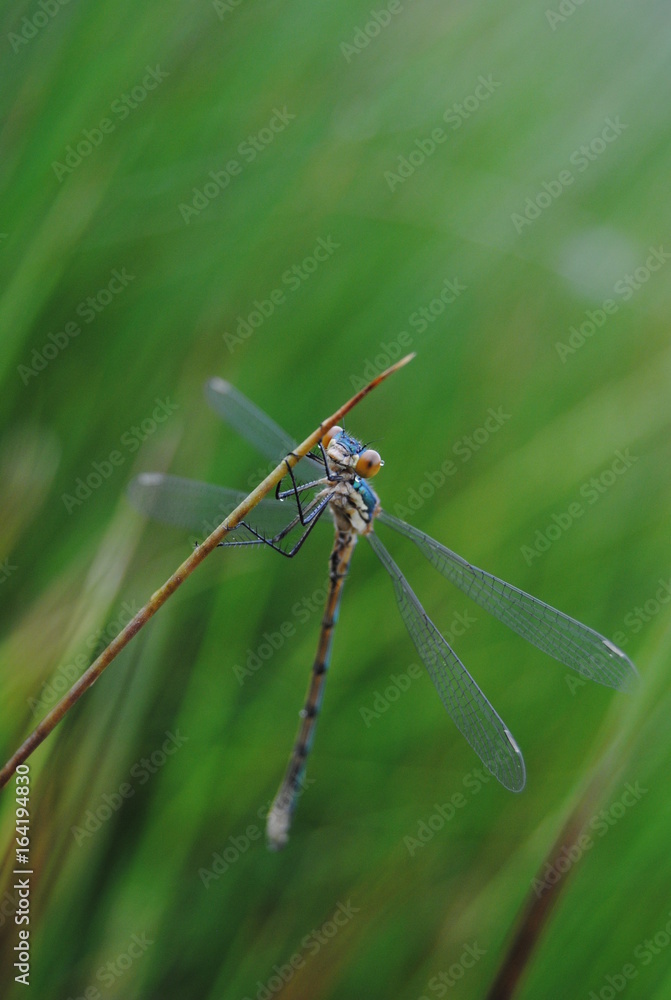 dragon-fly dragon-fly