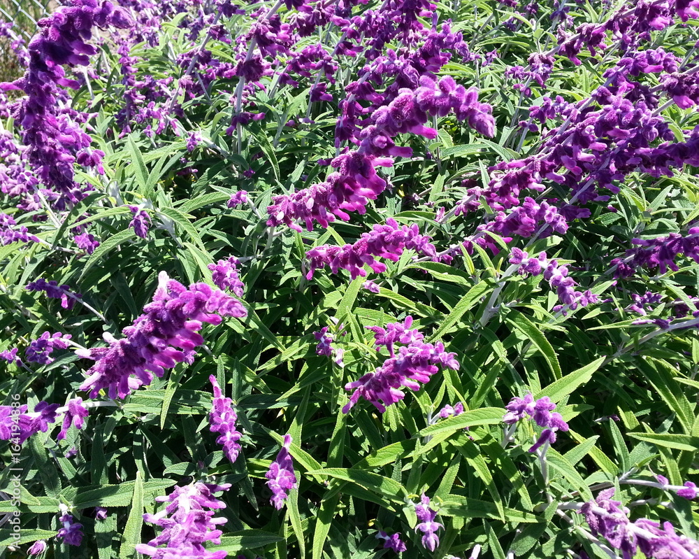 Obraz premium Elongated Purple Flower