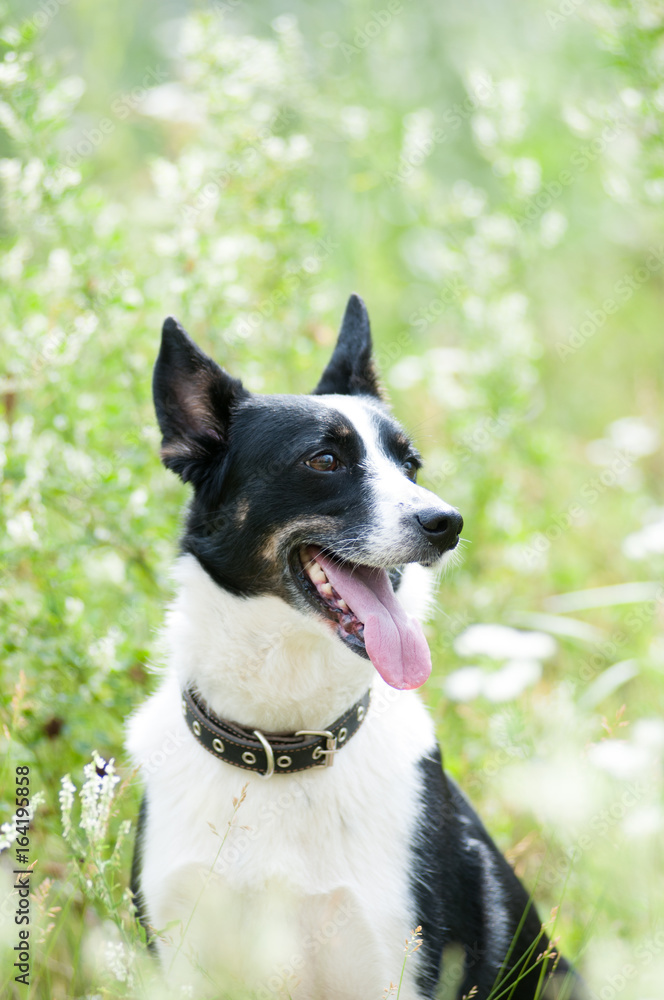Mixed breed dog outdoor portrait