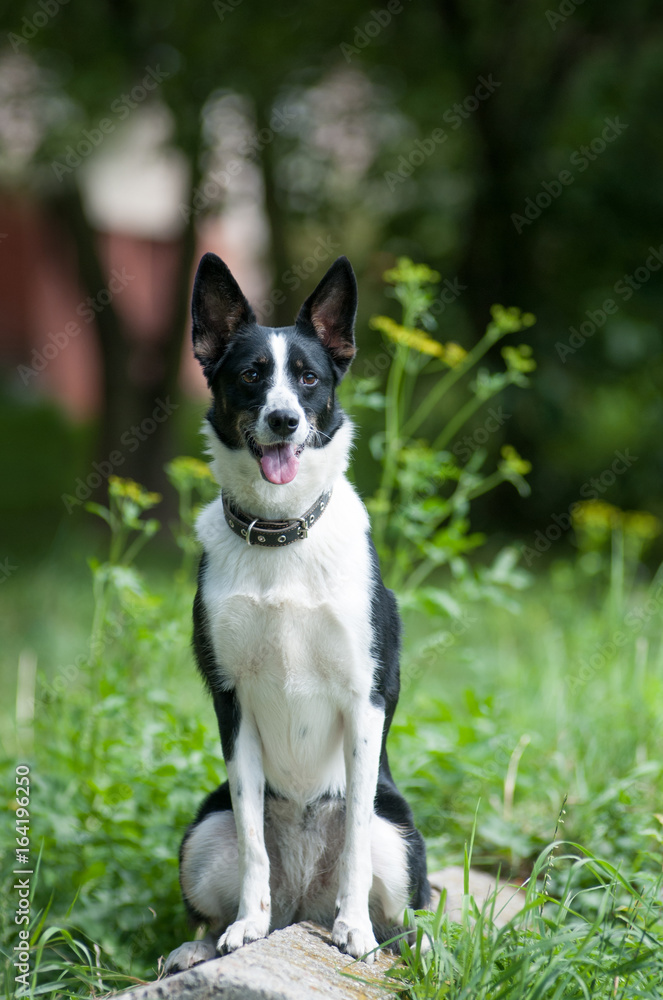 Mixed breed dog putdoor portrait