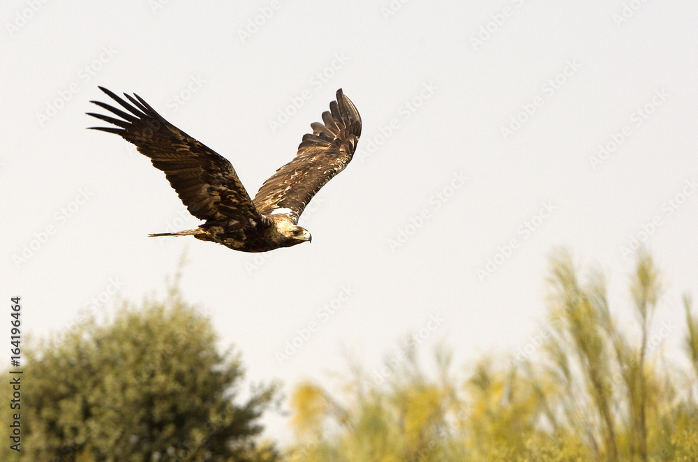 Obraz premium Spanish imperial eagle. Aquila adalberti