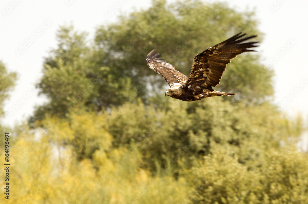 Spanish imperial eagle. Aquila adalberti Spanish imperial eagle. Aquila adalberti
