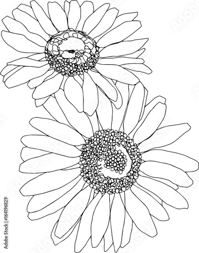 Two daisies line art. Botanical sketchbook flower drawing. No background, isolated on white.