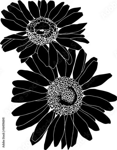Daisy silhouette drawing in black and white. Bold flower design element. Isolated on white, no background.