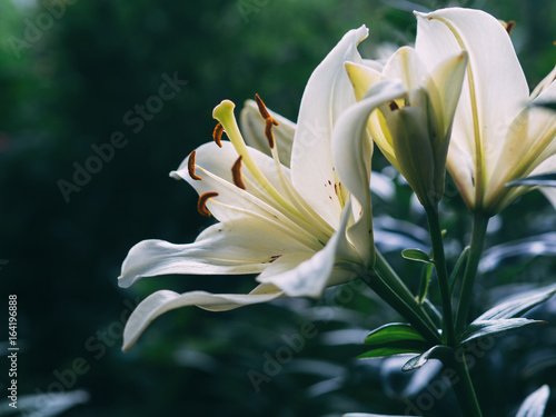 the Bush white lilies