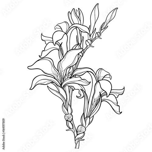Fototapeta Naklejka Na Ścianę i Meble -  Vector branch with outline Canna lily or Canna, flower bunch and bud in black isolated on white background. Floral elements in contour style with ornate flower for summer design and coloring book.