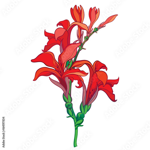 Fototapeta Naklejka Na Ścianę i Meble -  Vector branch with outline Canna lily or Canna, flower bunch and bud in red isolated on white background. Floral elements in contour style with ornate flower for tropical summer design.