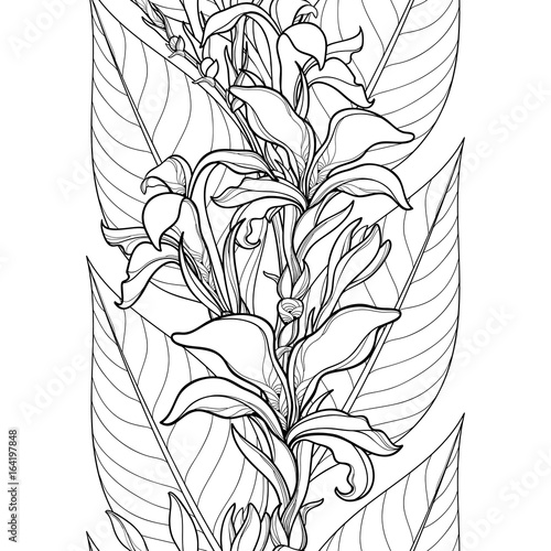 Fototapeta Naklejka Na Ścianę i Meble -  Vector seamless pattern with outline Canna lily or Canna flower and leaves on the white background. Floral pattern in contour style with ornate flowers for tropical summer design and coloring book.