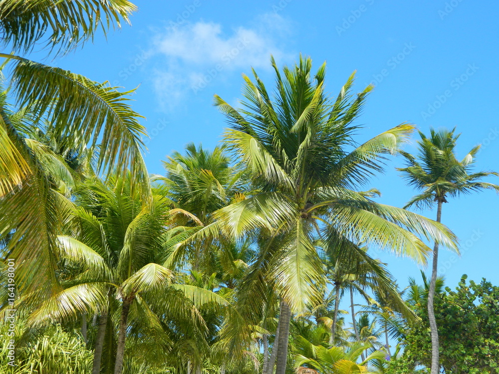 Naklejka premium Ciel des antilles