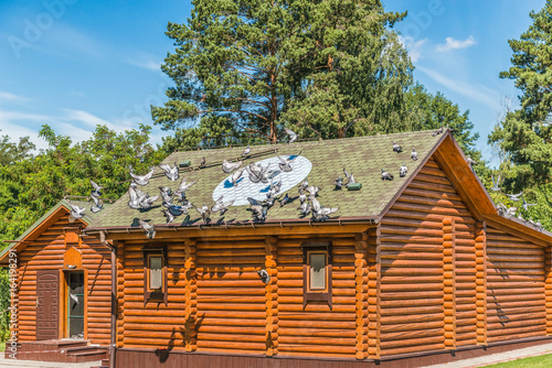 Quadro em tela Purebred pigeons near a wooden dovecote and on a stone platform in Mezhyhirya near Kiev