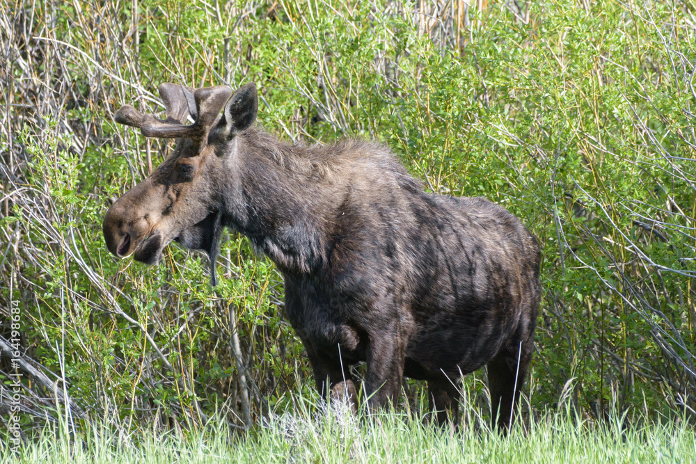 Shiras Moose of The Colorado Rocky Mountains Shiras Moose of The Colorado Rocky Mountains