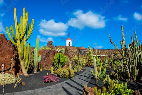 Cactus garden in Lanzarote, Canary Islands, Spain photo
