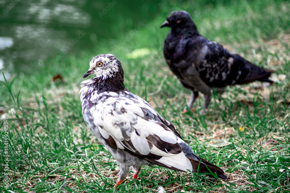 Fototapeta premium Two doves 