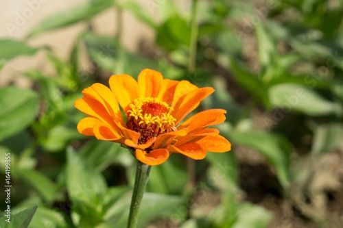 Orange flower. Slovakia