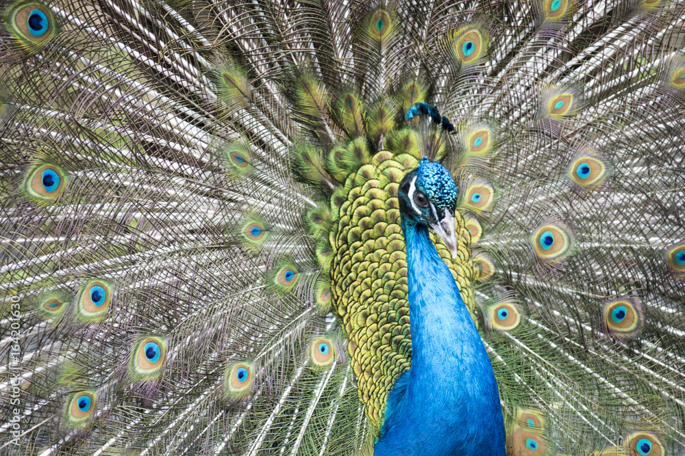 Fototapeta premium Shake Your Tail Feathers